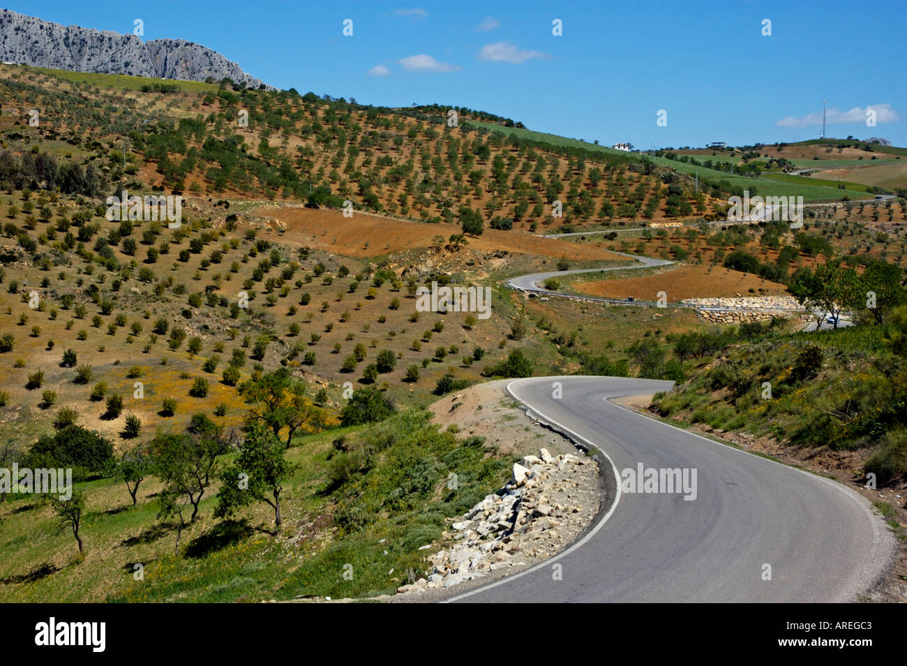 Andalusien, Spanien auf dem Land: Straße zwischen Felder mit Olivenbäumen, zwischen den Dörfern Alora und Antequera, Andalusien Stockfoto