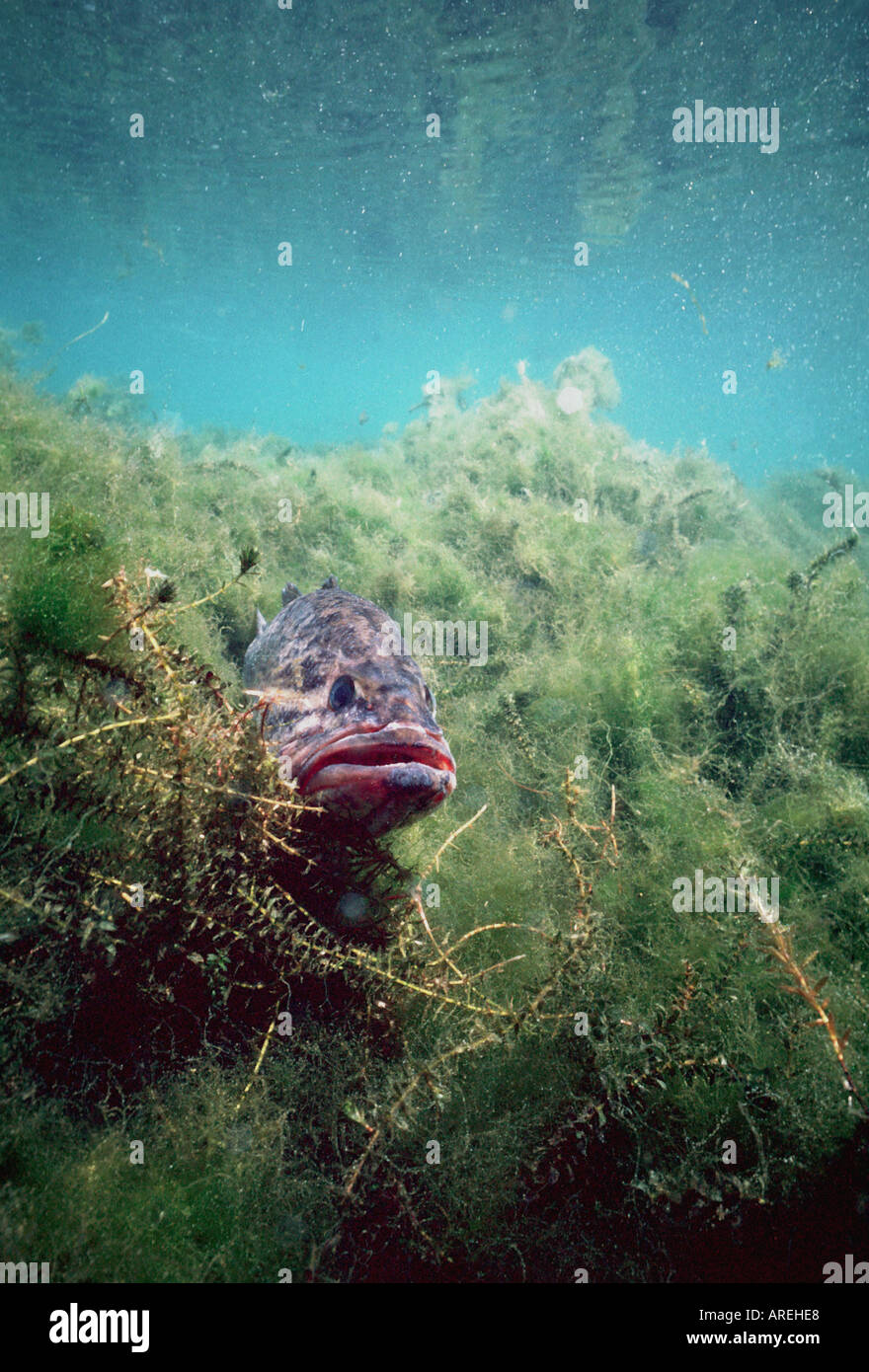 Unterwasser Largemouth Bass Fishing Angling Nordamerika im Unkraut Bett Stockfoto