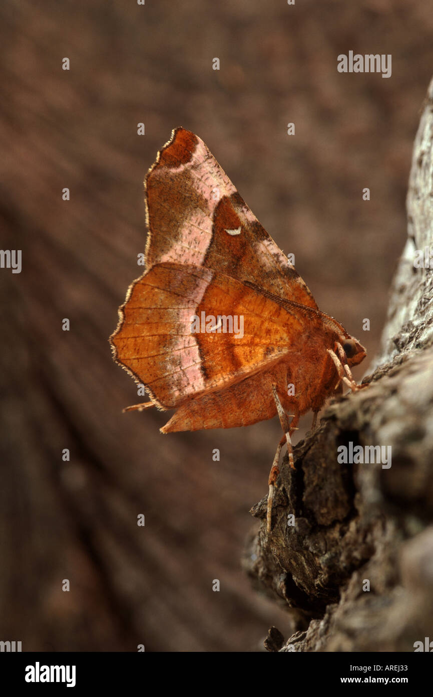 Lila Thorn Selenia tetralunaria Stockfoto
