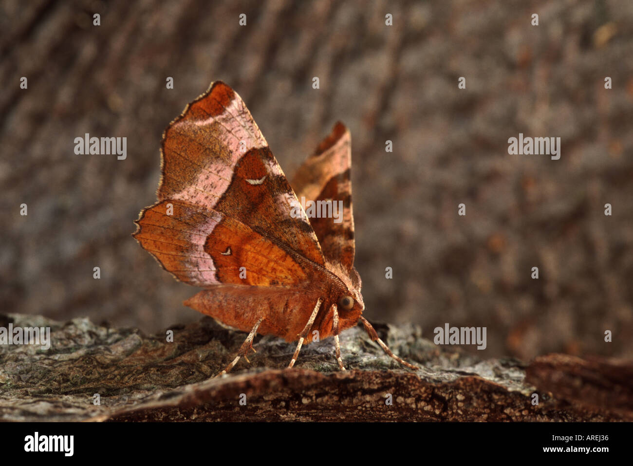 Lila Thorn Selenia tetralunaria Stockfoto
