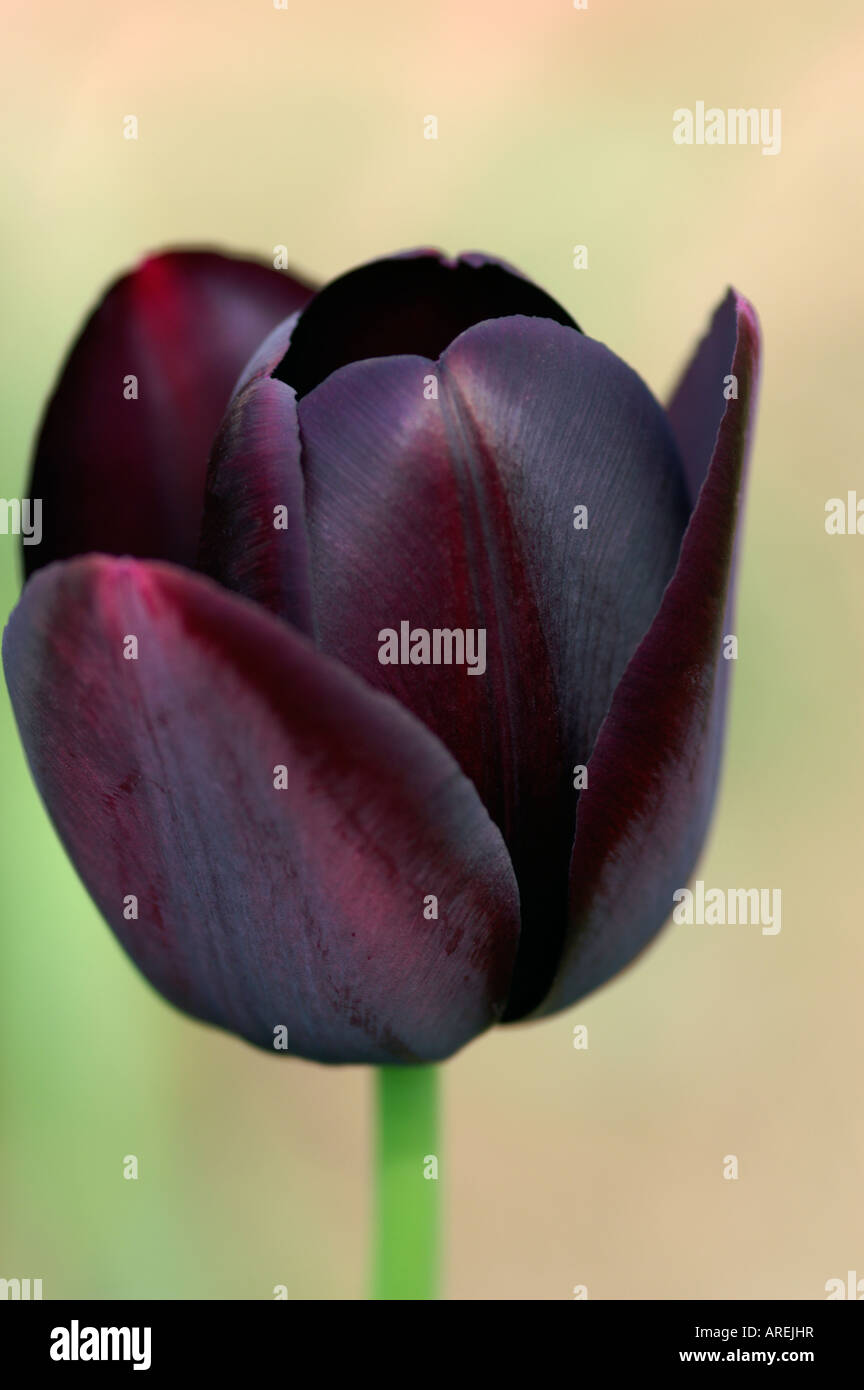 Königin der nacht botanischer garten Fotos und Bildmaterial in hoher