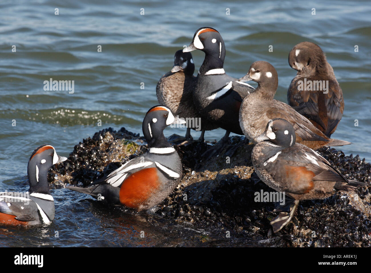 Harlekin Ente Histrionicus Histrionicus männliche und weibliche New Jersey USA Stockfoto