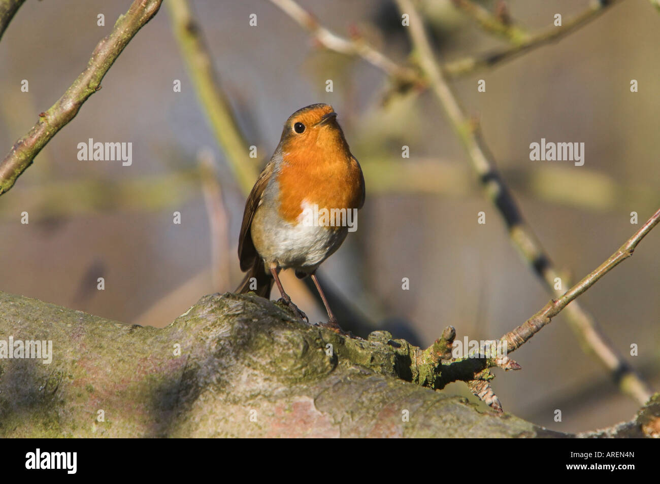 Robin Erithacus Rubecula auf Apfelzweig Stockfoto