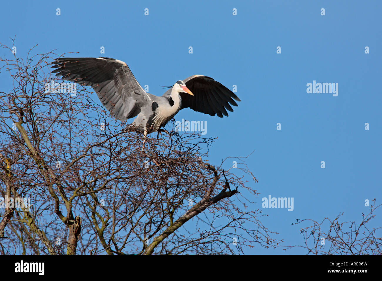 Graue Reiher Ardea Cinera im Flug mit Verschachtelung Material Verulamium Park in St Albans mit schönen blauen Himmel Stockfoto