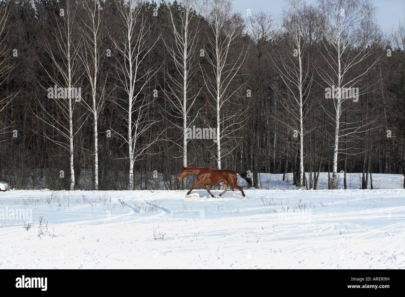Das rote Pferd, zu Fuß in Winter park Stockfoto