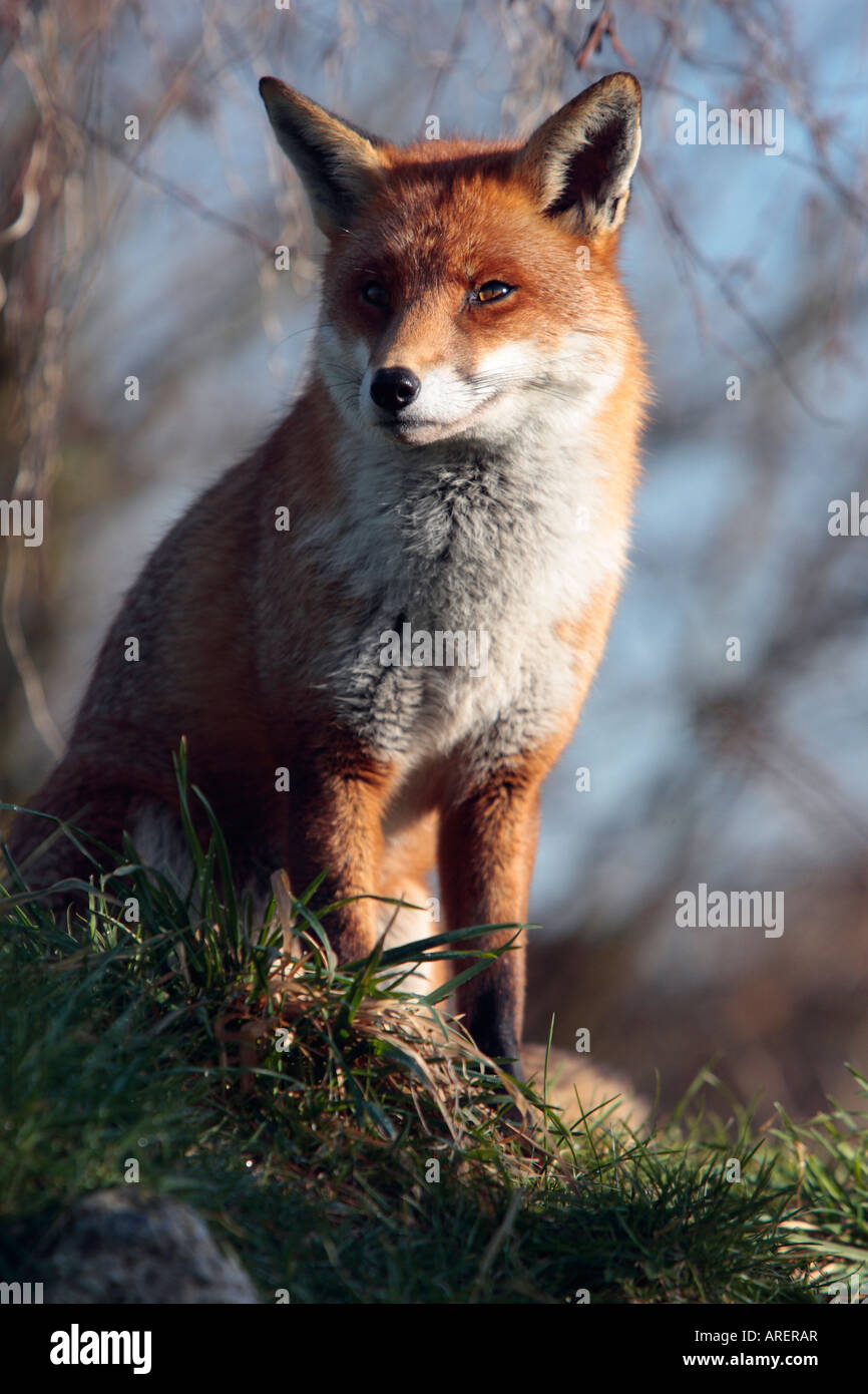 Rotfuchs Vulpes Vulpes sitzen suchen Warnung Stockfoto