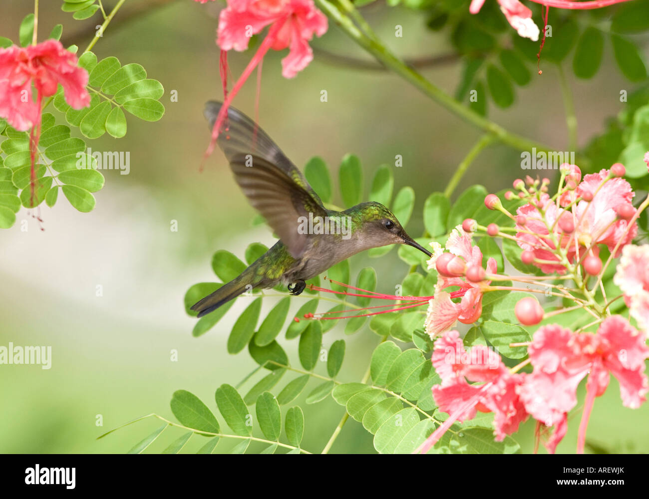 Weibliche Antillean Crested Kolibri im Flug. Stockfoto