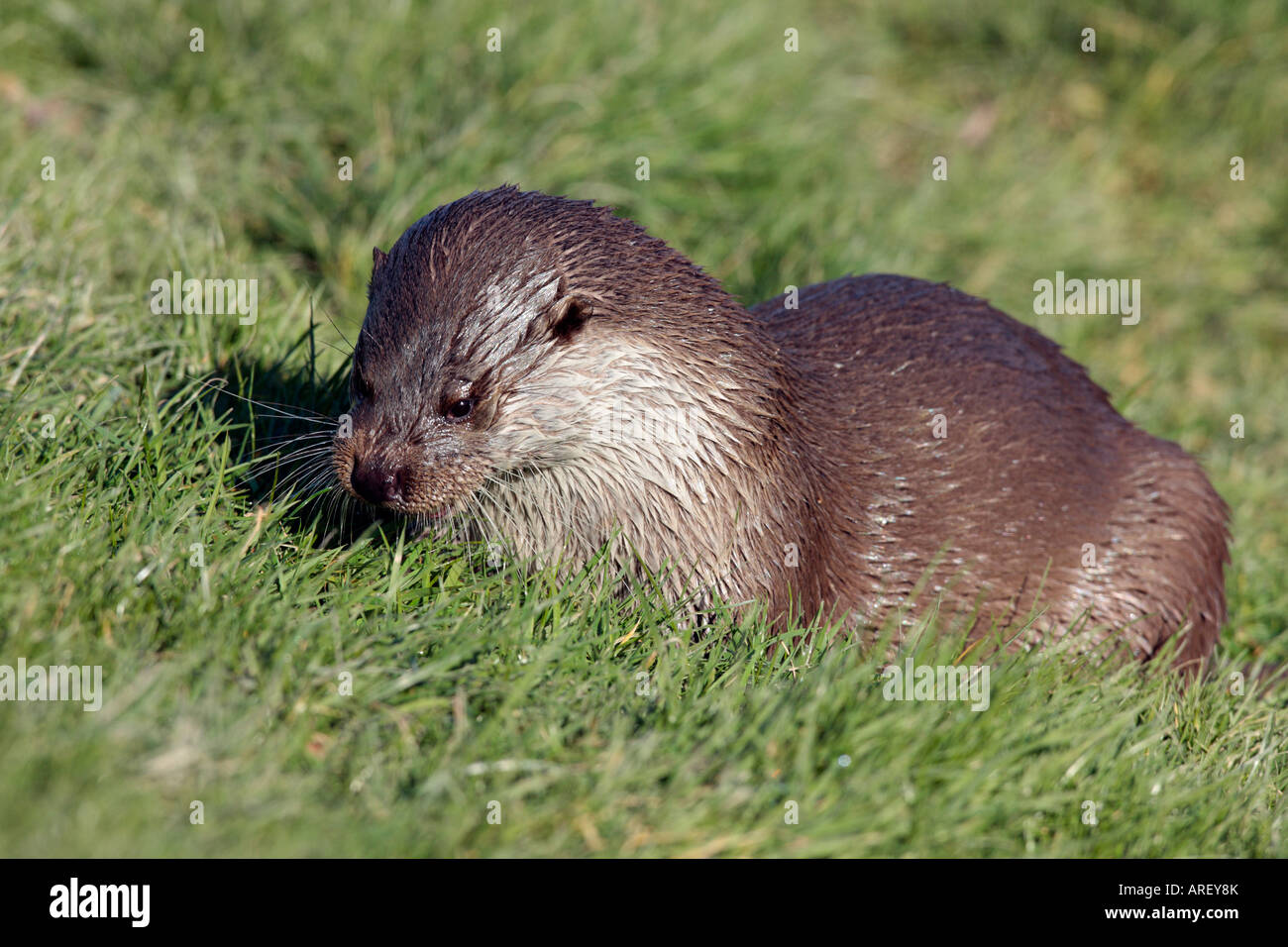 Fischotter Lutra Lutra am Ufer, die Fisch essen Stockfoto