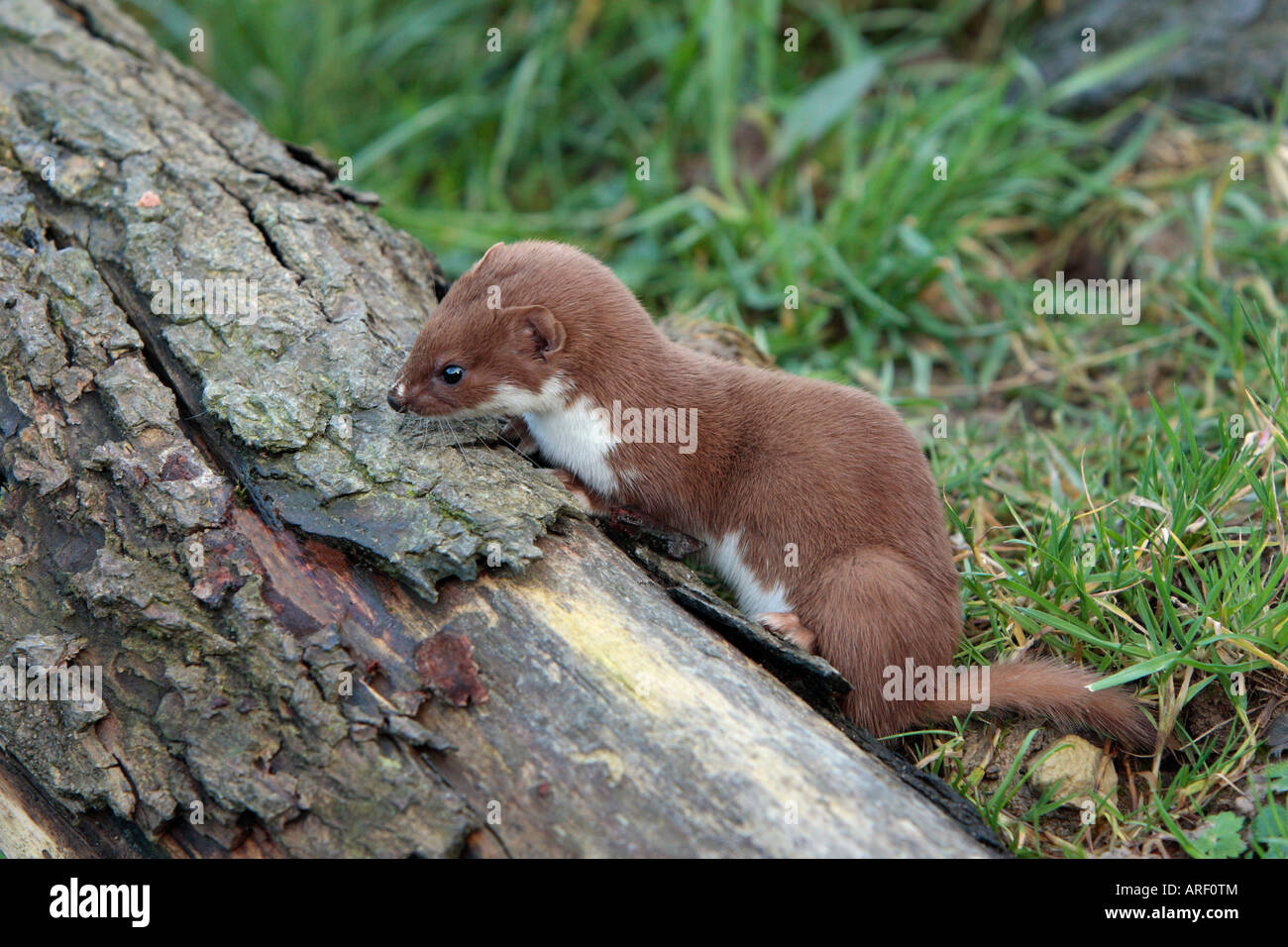 Wiesel Mustela Nivalis auf Login, die auf der Suche nach Nahrung Stockfoto