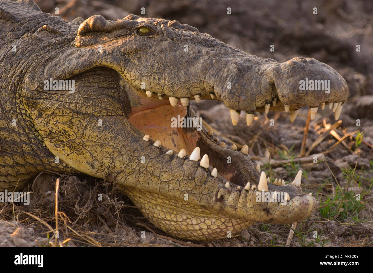 hungrige wilde Krokodil 6 Meter lang, Chobe Fluss Namibia. Riesigen Reptilien Stockfoto