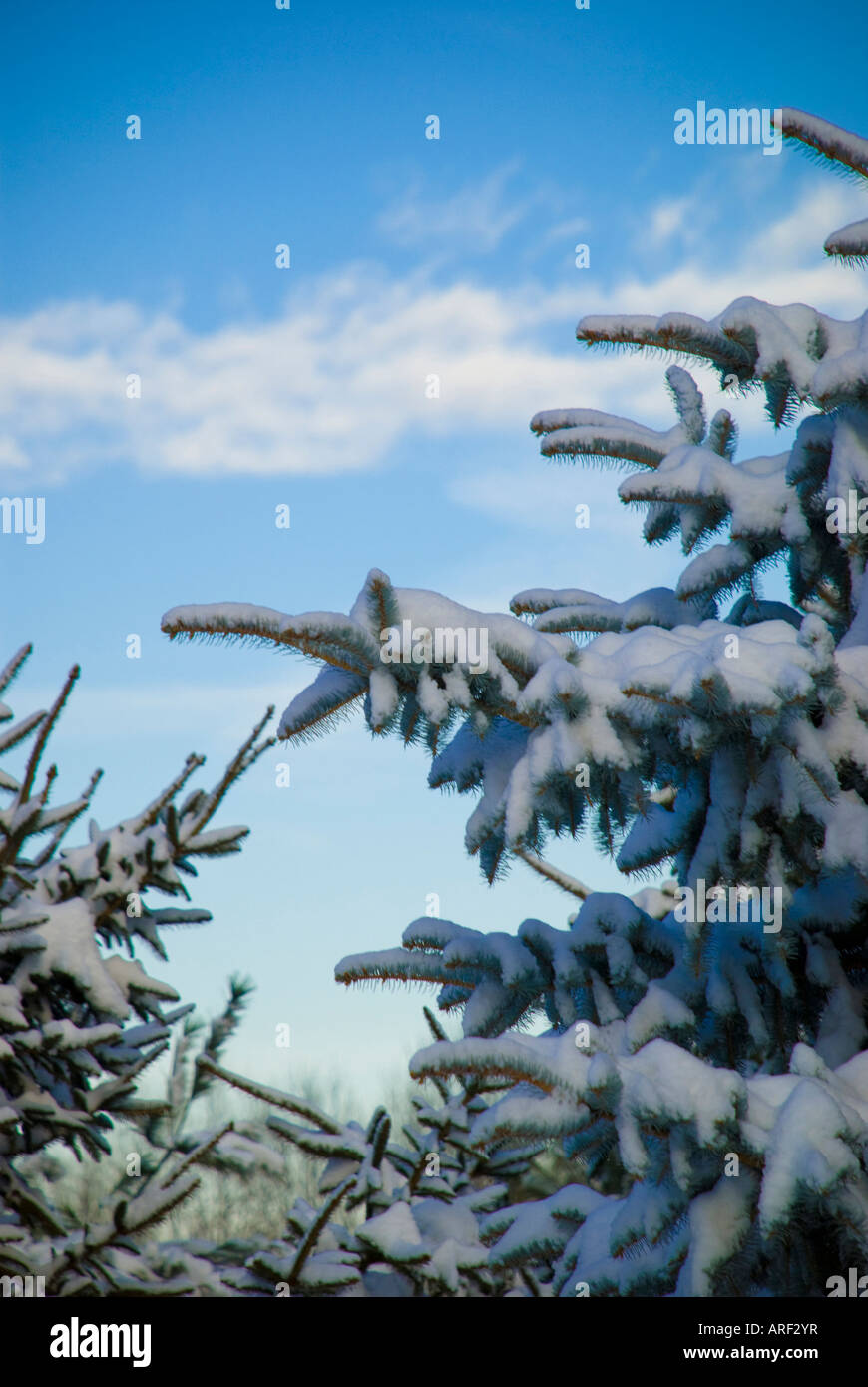 Gefallener Schnee auf einem Baum Stockfoto