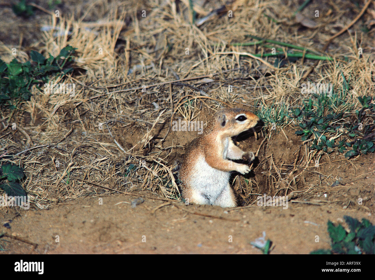 Ungestreifte Grundeichhörnchen XERUS RUTILUS am Eingang seiner Burrow Samburu National Reserve Kenia in Ostafrika Stockfoto