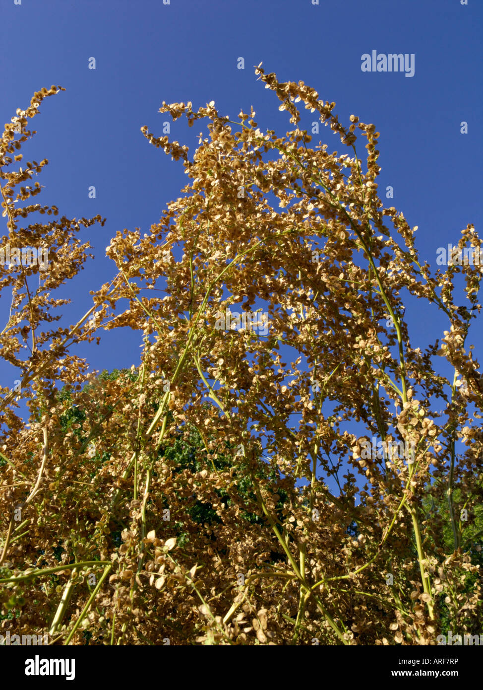 Garten Melde (atriplex hortensis) Stockfoto