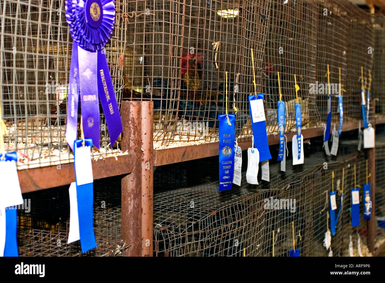Faire Bänder auf Huhn Stifte Stockfoto