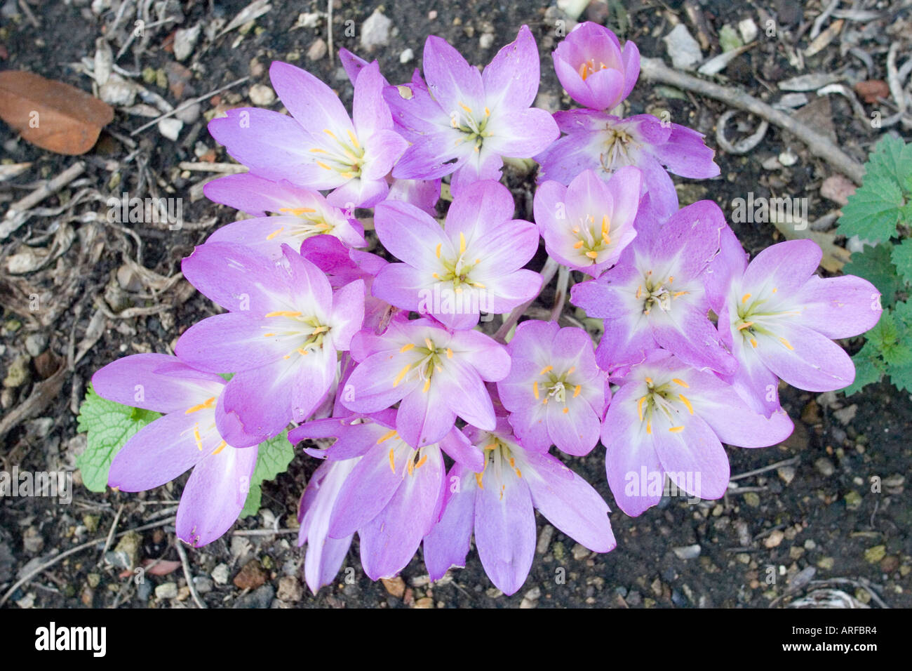 Blumen auf dem Gelände des Warley Ort Brentwood Essex. Formal das Haus von Miss Ellen Willmott, berühmte Frau Gärtner. Stockfoto