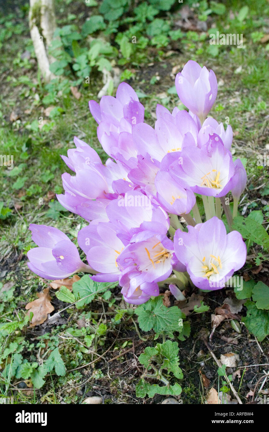 Blumen auf dem Gelände des Warley Ort Brentwood Essex. Formal das Haus von Miss Ellen Willmott, berühmte Frau Gärtner. Stockfoto