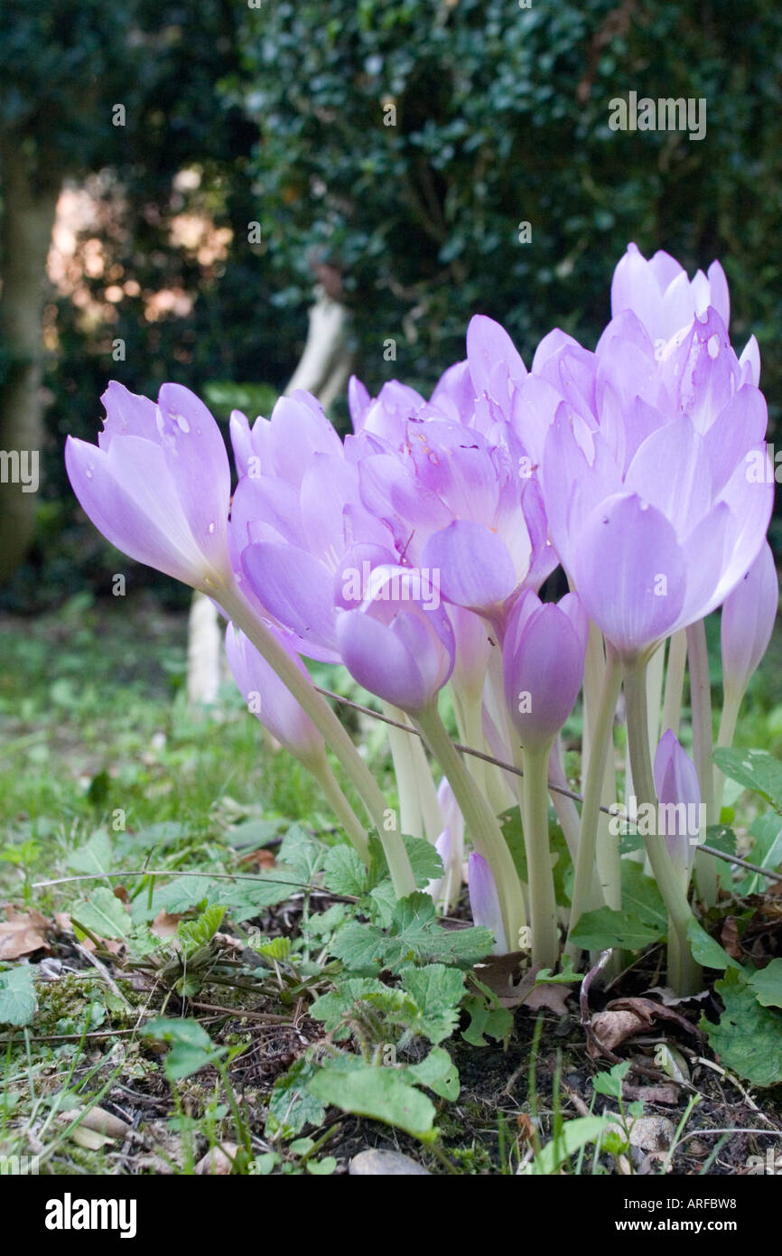 Blumen auf dem Gelände des Warley Ort Brentwood Essex. Formal das Haus von Miss Ellen Willmott, berühmte Frau Gärtner. Stockfoto