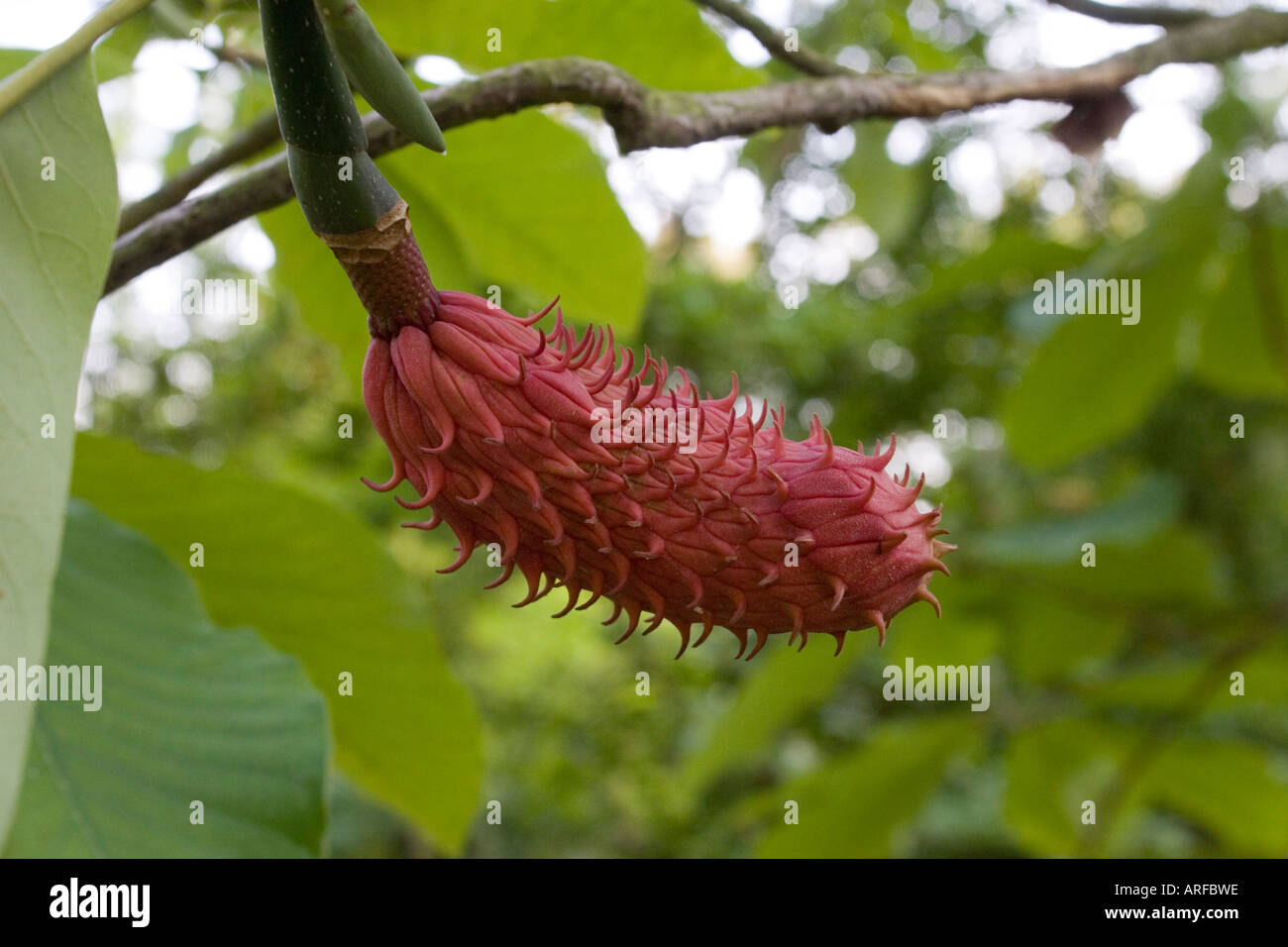 Baum Blume auf dem Gelände des Warley Ort Brentwood Essex. Formal das Haus von Miss Ellen Willmott, berühmte Frau Gärtner. Stockfoto