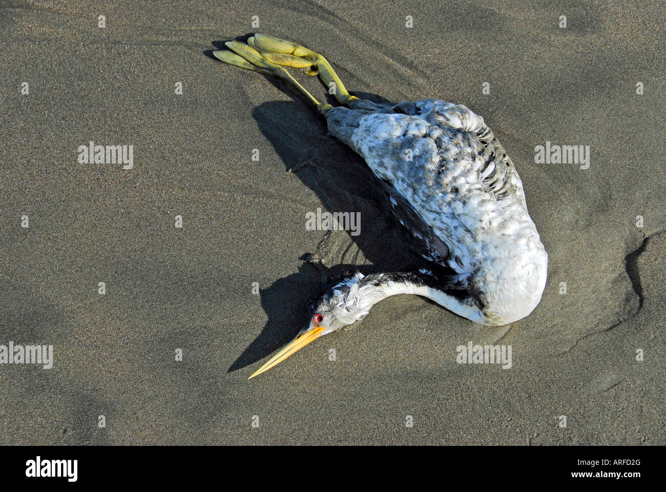 "Toten Western Grebe am Strand von San Francisco" Stockfoto