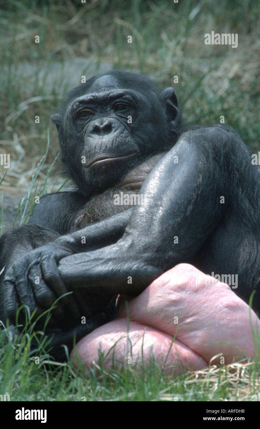 bonobo-pygmy-schimpanse-pan-paniscus-weiblich-mit-geschwollenen