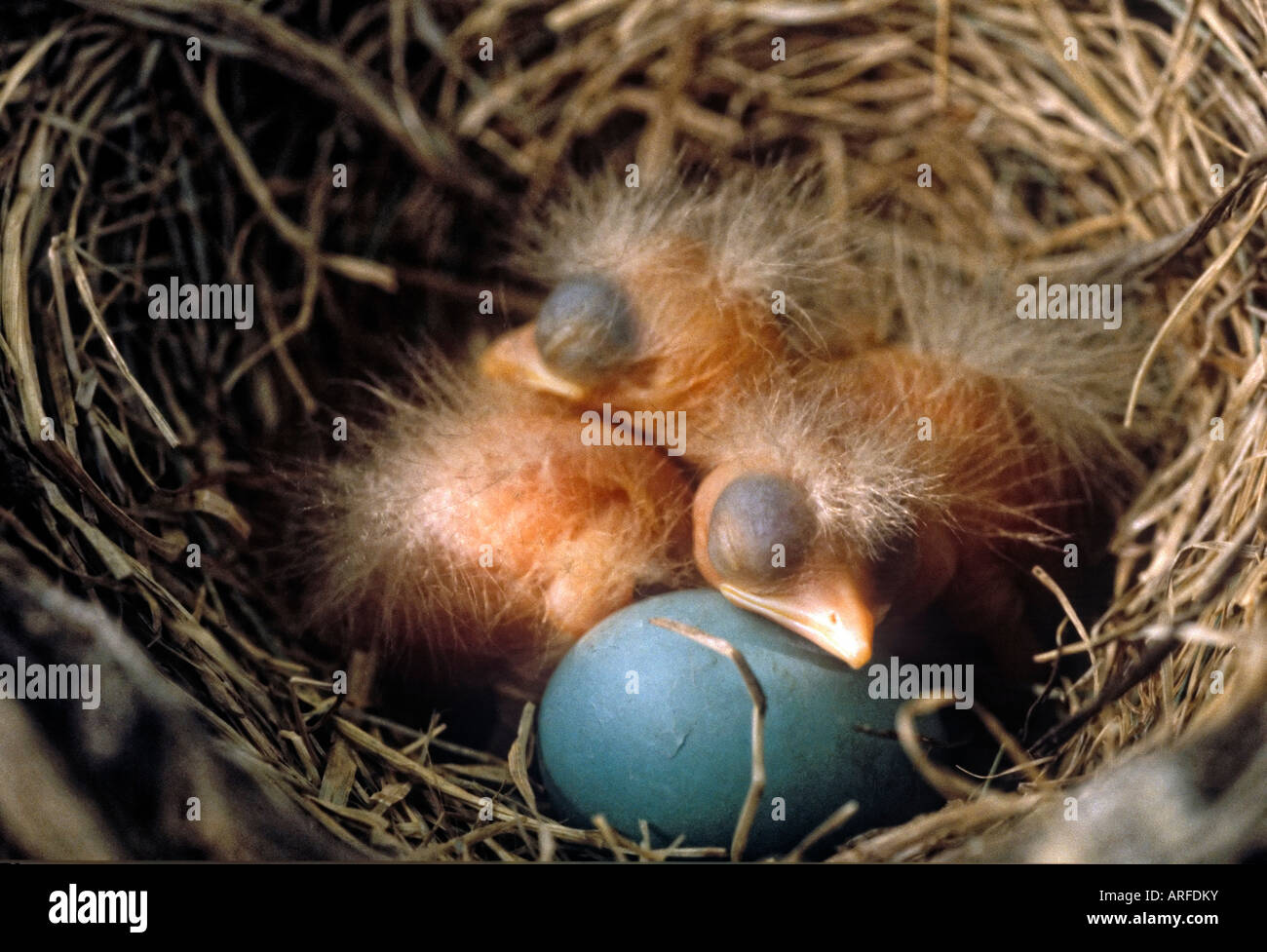 Neu geboren American Robin Küken und Ei im Nest Oakland County Michigan Stockfoto