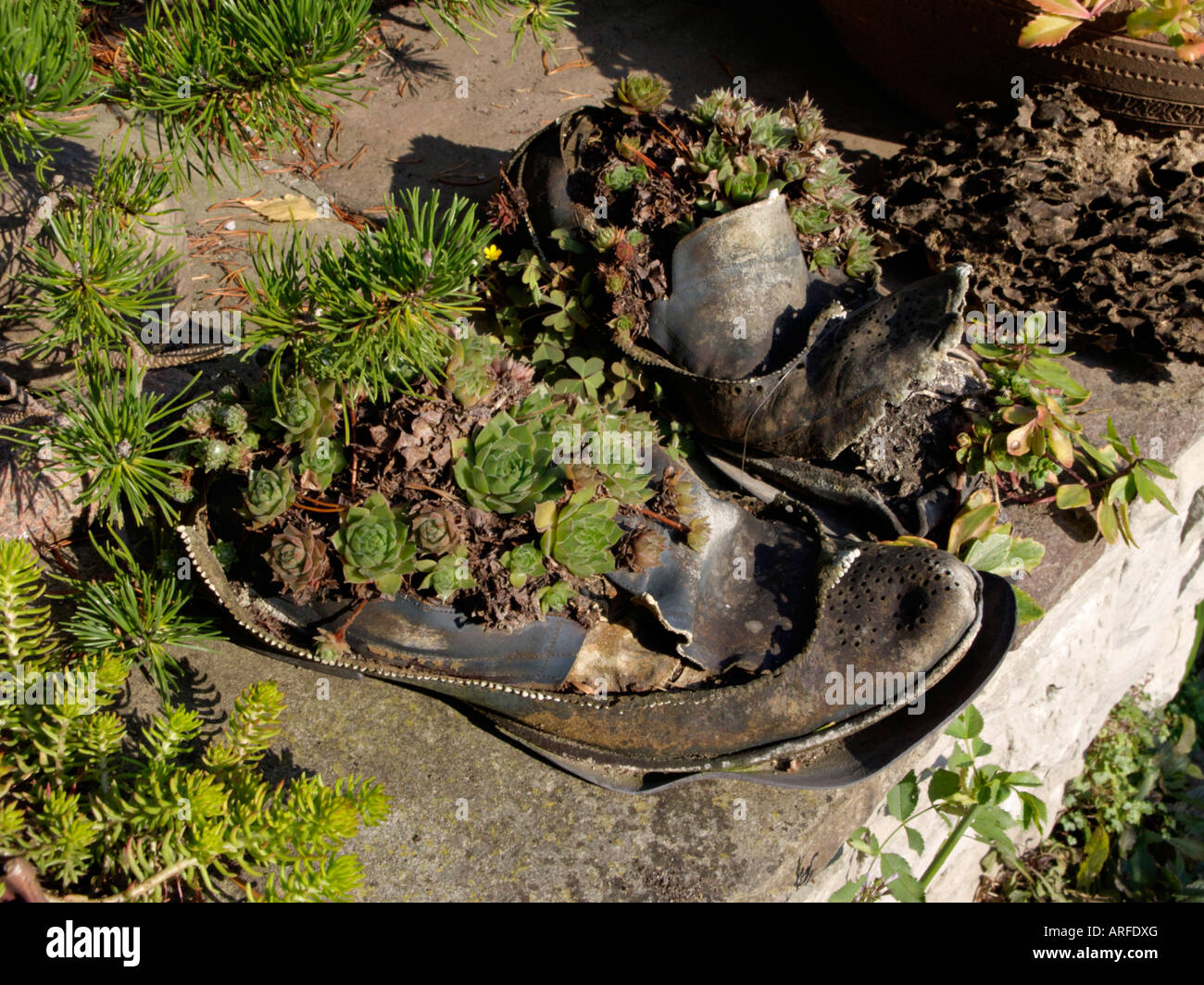 Schuhe bepflanzt mit Sukkulenten Stockfoto
