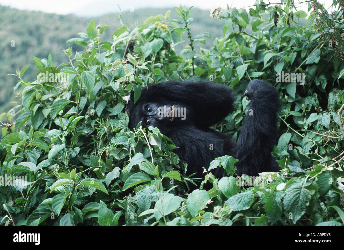 Berggorillas (Gorilla Gorilla Beringei) unter Vegetation, Parc Nationales des Vulkane, Ruanda Stockfoto