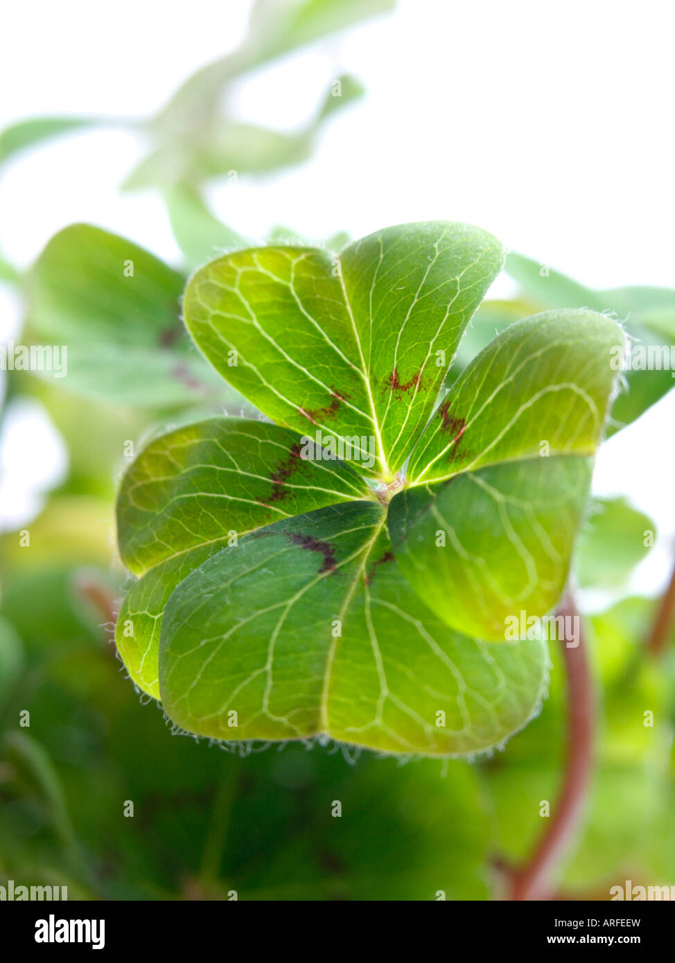 Glücksklee (Oxalis tetraphylla) Stockfoto