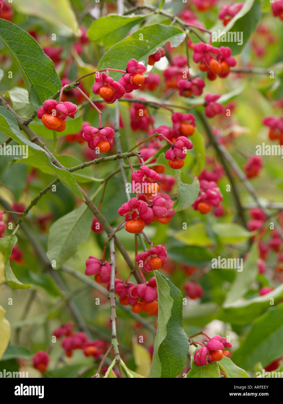 Gemeinsame Spindel (euonymus europaeus) Stockfoto