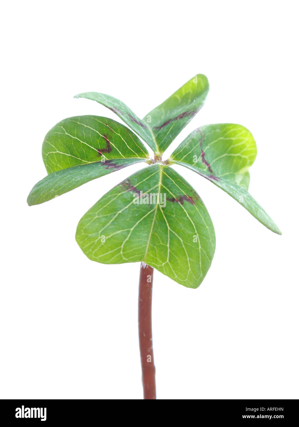 Glücksklee (Oxalis tetraphylla) Stockfoto