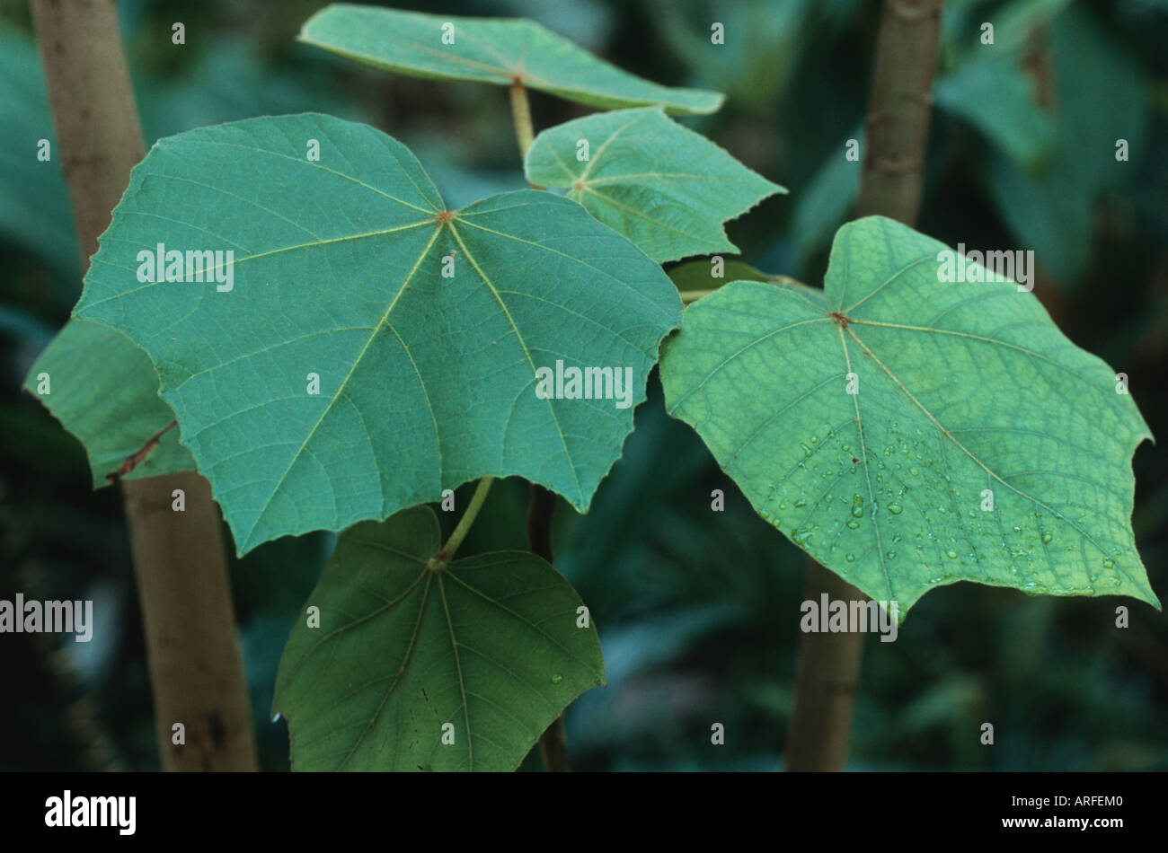 Balsaholz, Balsa-Baum (Ochroma Pyramidale, Ochroma Lagopus), Blätter,  leichteste Holz der Welt Stockfotografie - Alamy