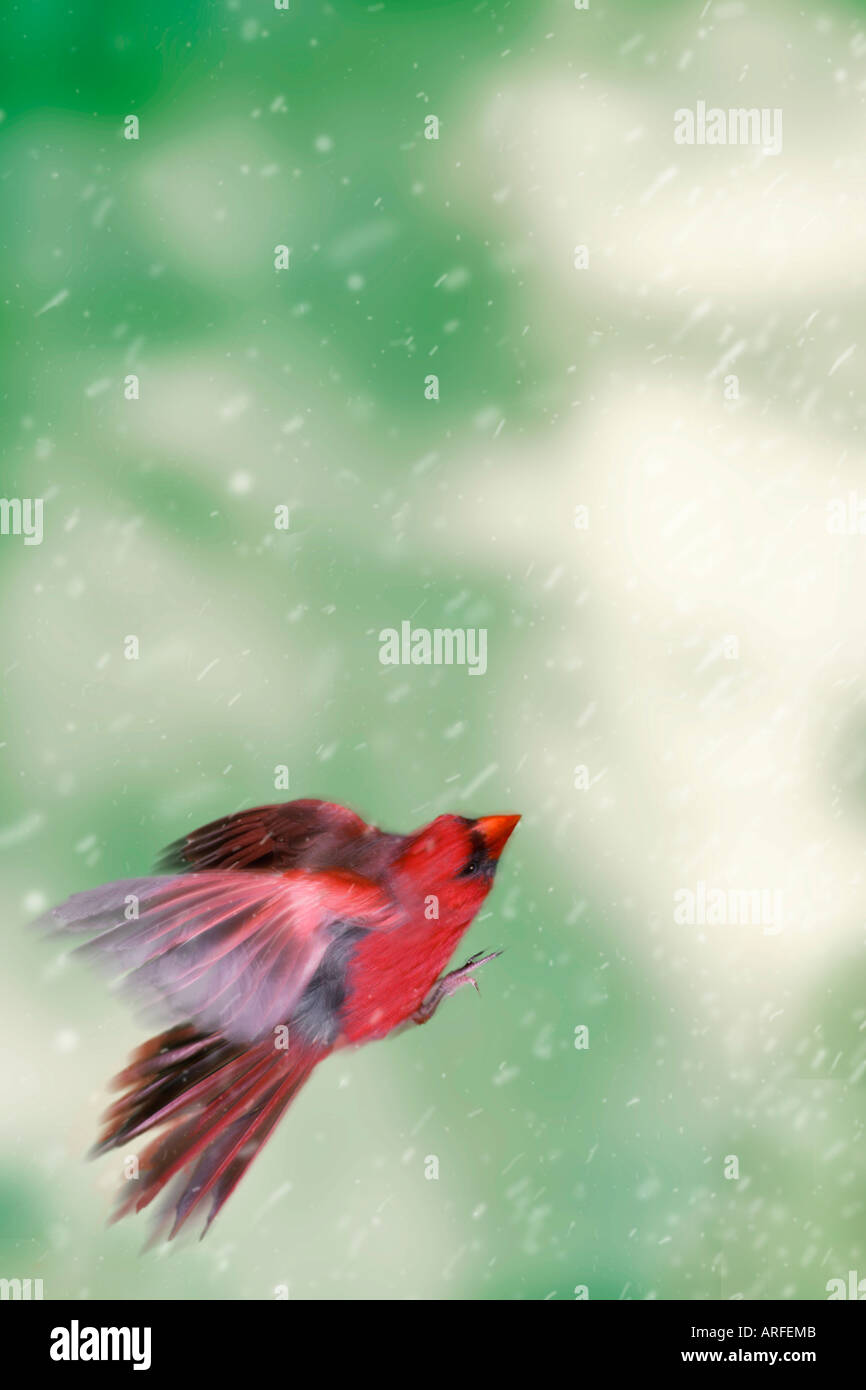 Männliche nördlichen Kardinal (Cardinalis Cardinalis) fliegen im Schneesturm mit großem Aufwand und Schwierigkeit, Missouri USA Stockfoto