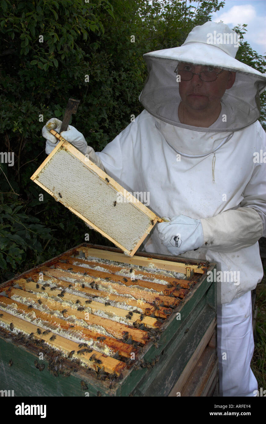 Bienenzucht. Wabe Bikage. Bienenwabe. Biene-Zweisimmen. Honig.  Panal.  Rayon de Miel. Stockfoto