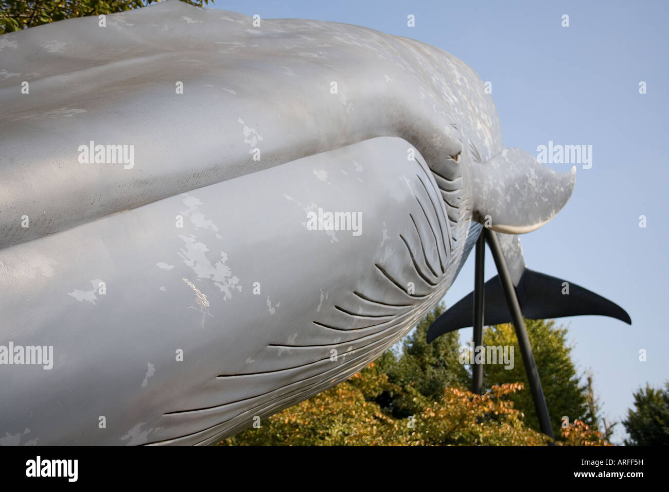 Leben Größen blau stehlen Wal im Tokyo National Museum Stockfoto