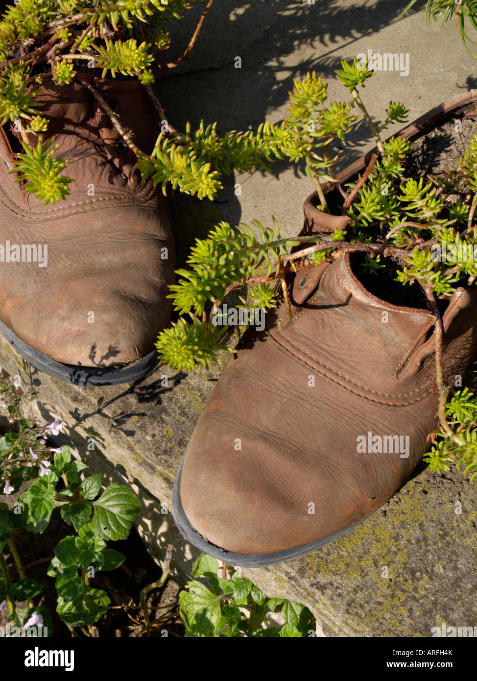 Schuhe bepflanzt mit Sukkulenten Stockfoto