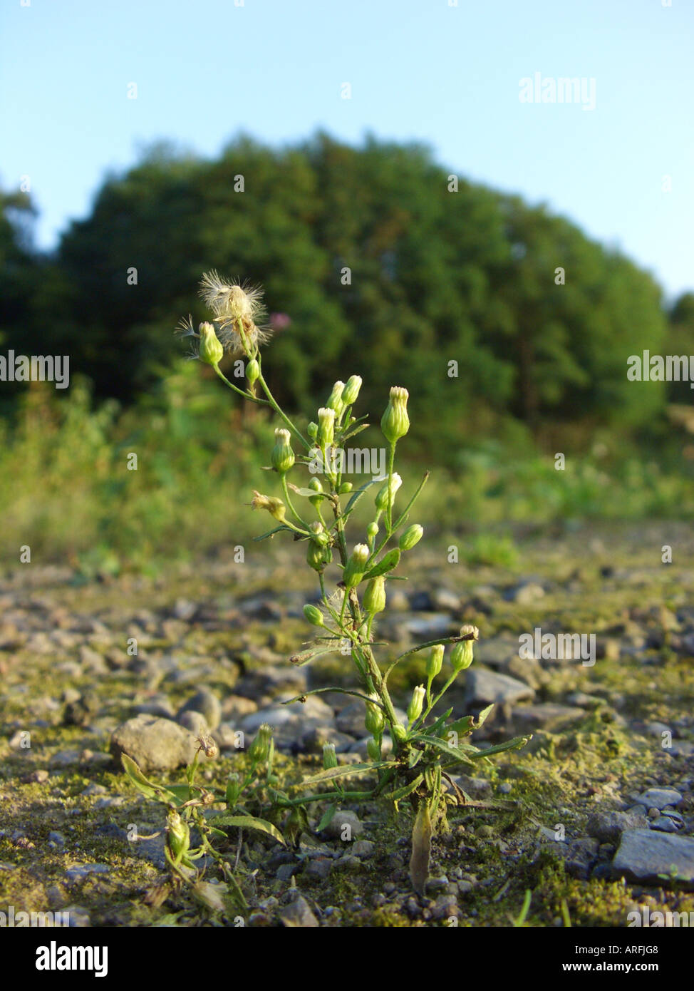 Hauptverbreitungsgebiet, kanadisches Berufkraut (Conyza Canadensis, Erigeron Canadensis), fruchttragenden Pflanzen auf Industriegelände Stockfoto