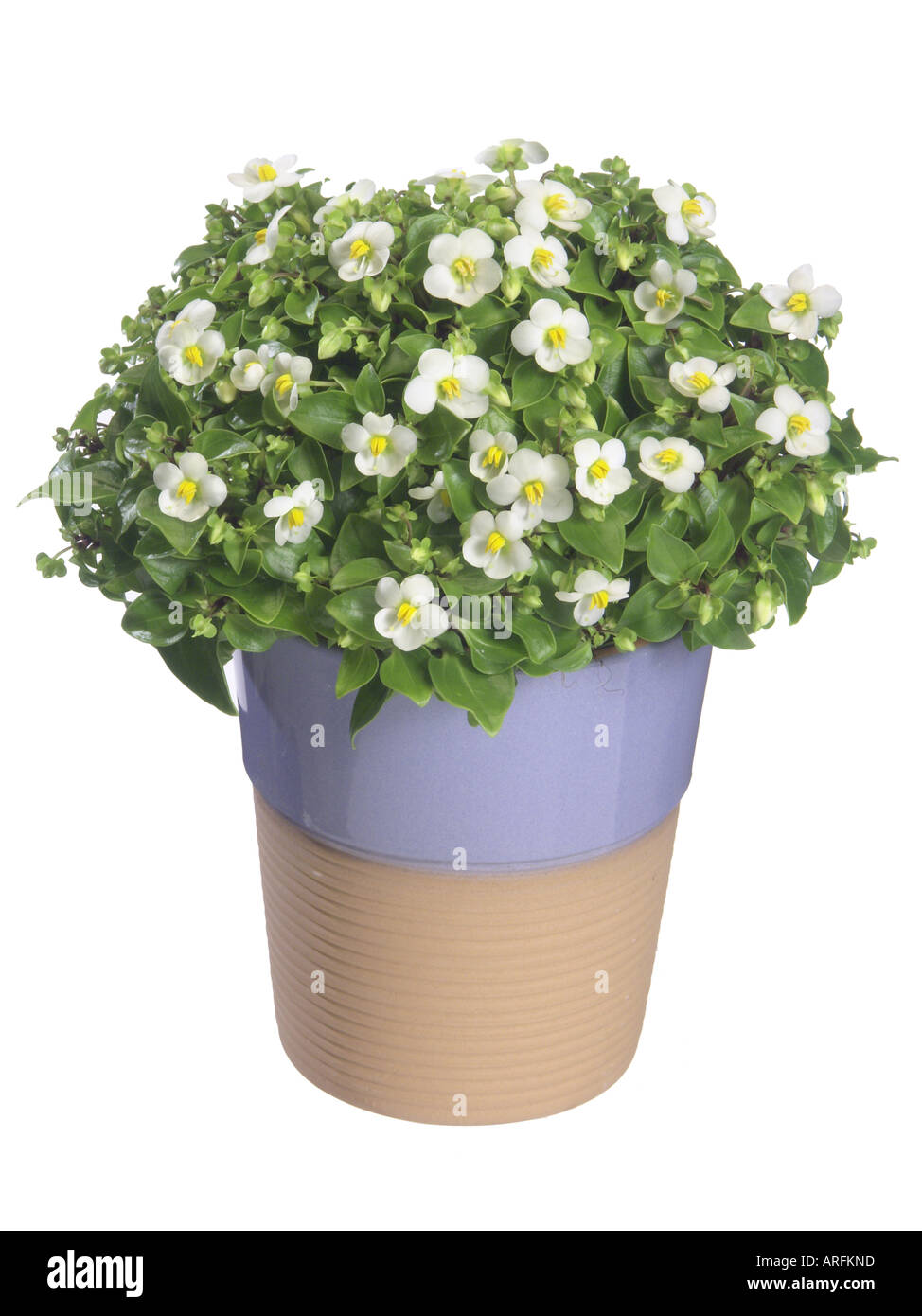 zimmerpflanze mit kleinen roten blüten Begonie (Rot) main image 1