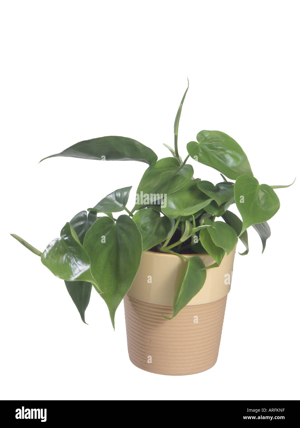 Hartleaf Philodendron (Philodendron Scandens), Topfpflanze Stockfoto