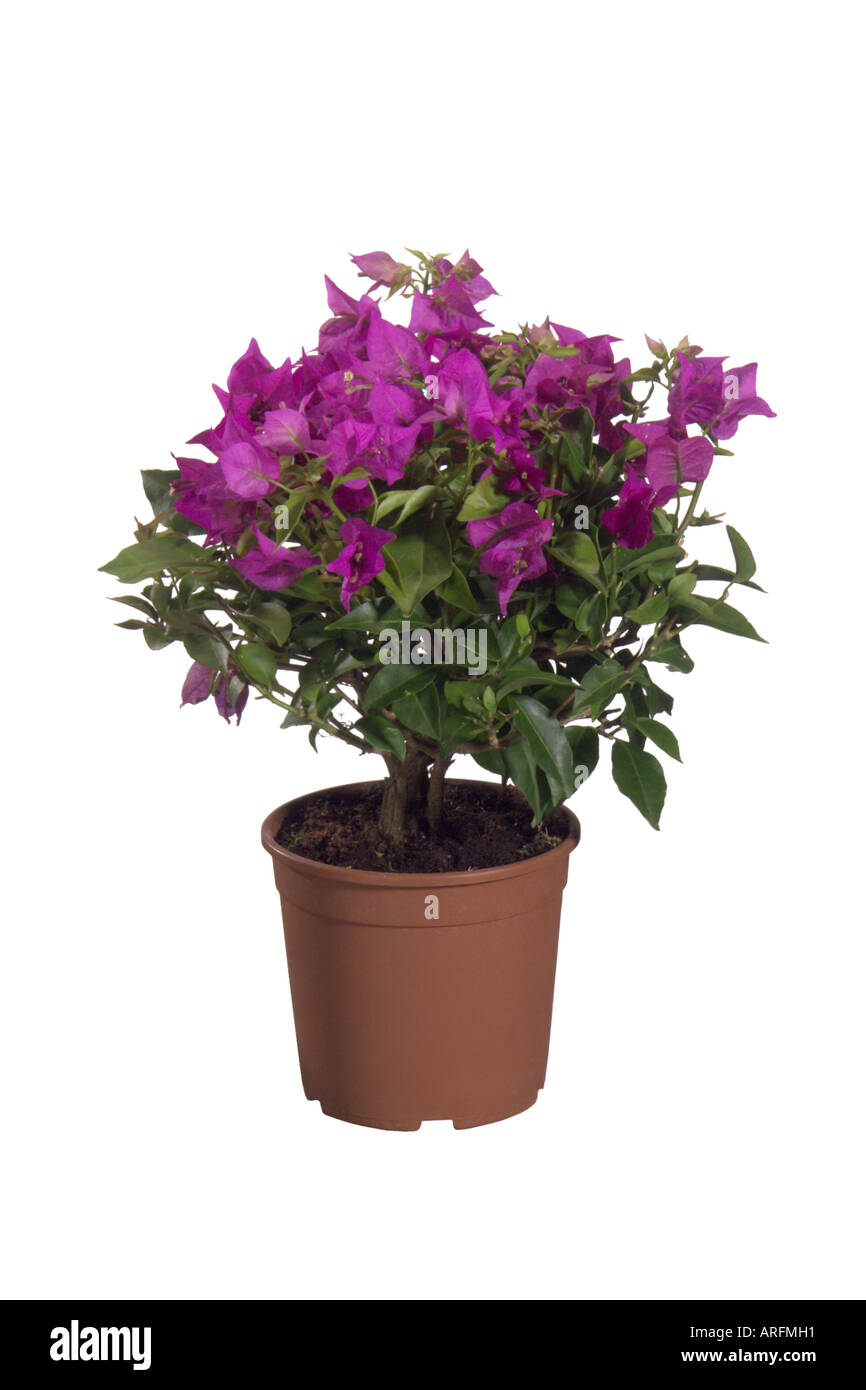 Papierfabrik, Four-o'clock (Bougainvillea-Hybride), Topfpflanze Stockfoto