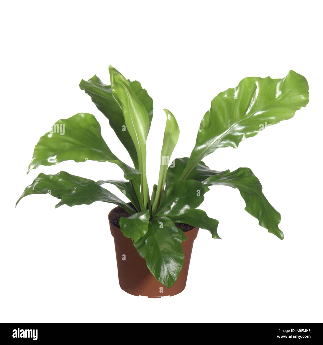 Vogels nest Farn (Asplenium Nidus), eingemachte Anlage Stockfoto