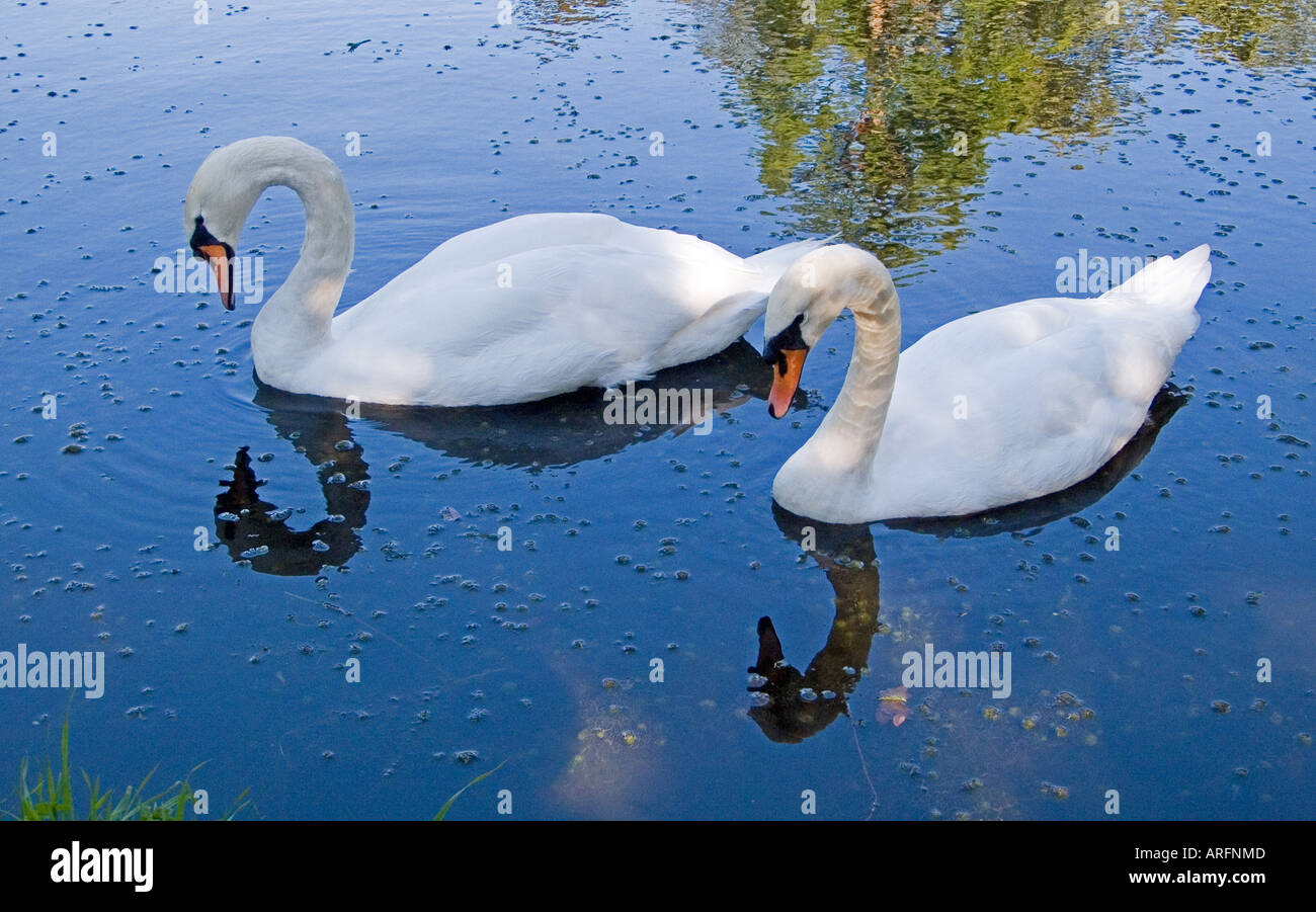 Schwäne Derbyshire England UK Stockfoto