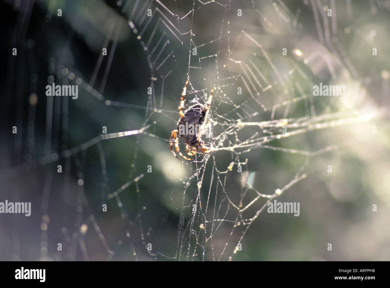 Orb Weaver Spider im Web bei Sonnenschein Stockfoto