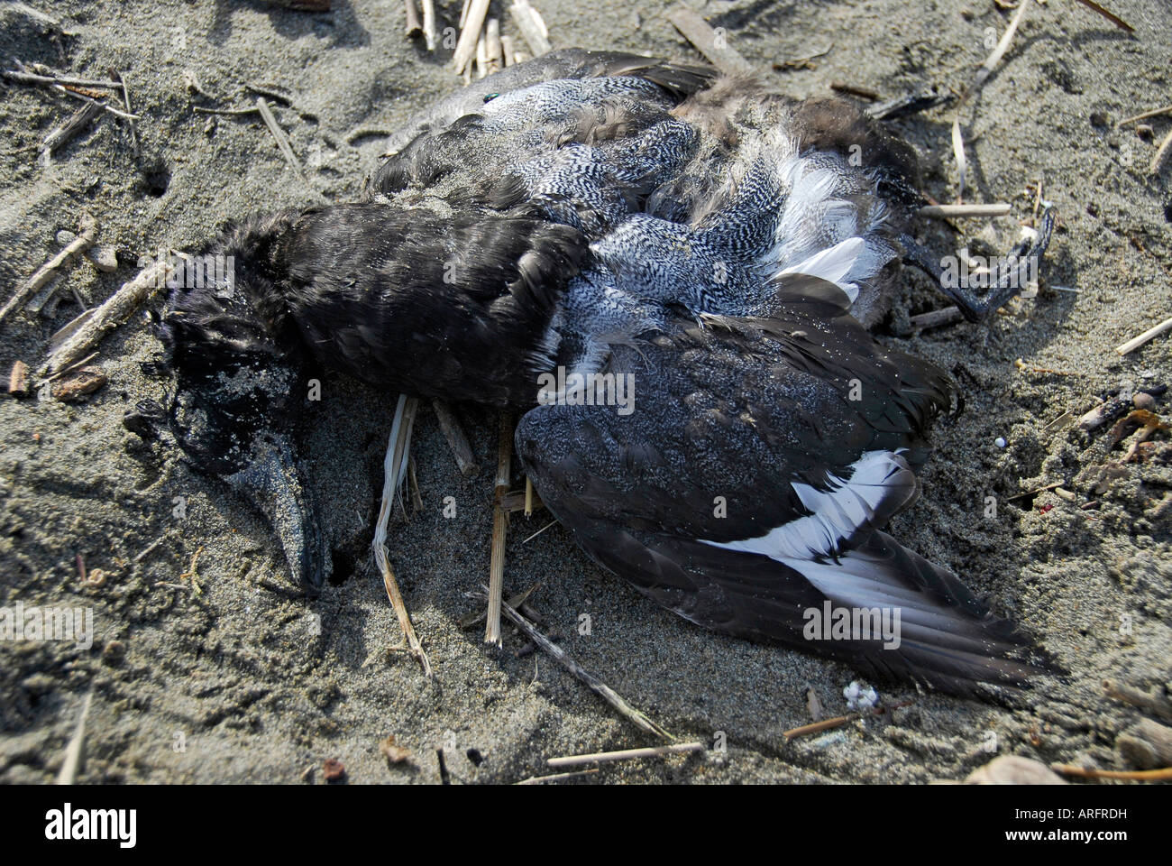 "tot Scaup am Strand von San Francisco" Stockfoto