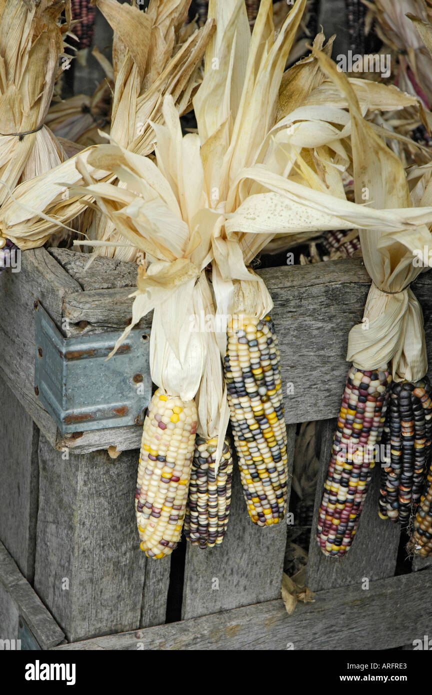 Indische Mais und echte kleine Kürbisse und Squash für Verkauf an den Straßenrand Bauernhof Markt Ohio Amerika USA für Essen und Dekoration im Herbst des Jahres Stockfoto