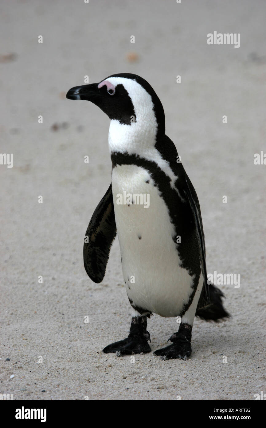 Afrikanische Pinguin am Boulders Beach Kap-Halbinsel in Südafrika Stockfoto