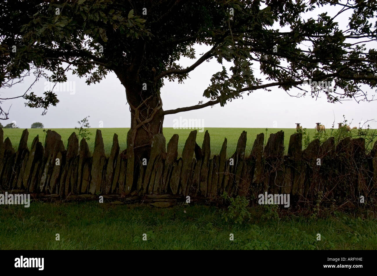 Eine alte kornische Trockenmauer trennt zwei grüne Felder und resident Schafe Stockfoto