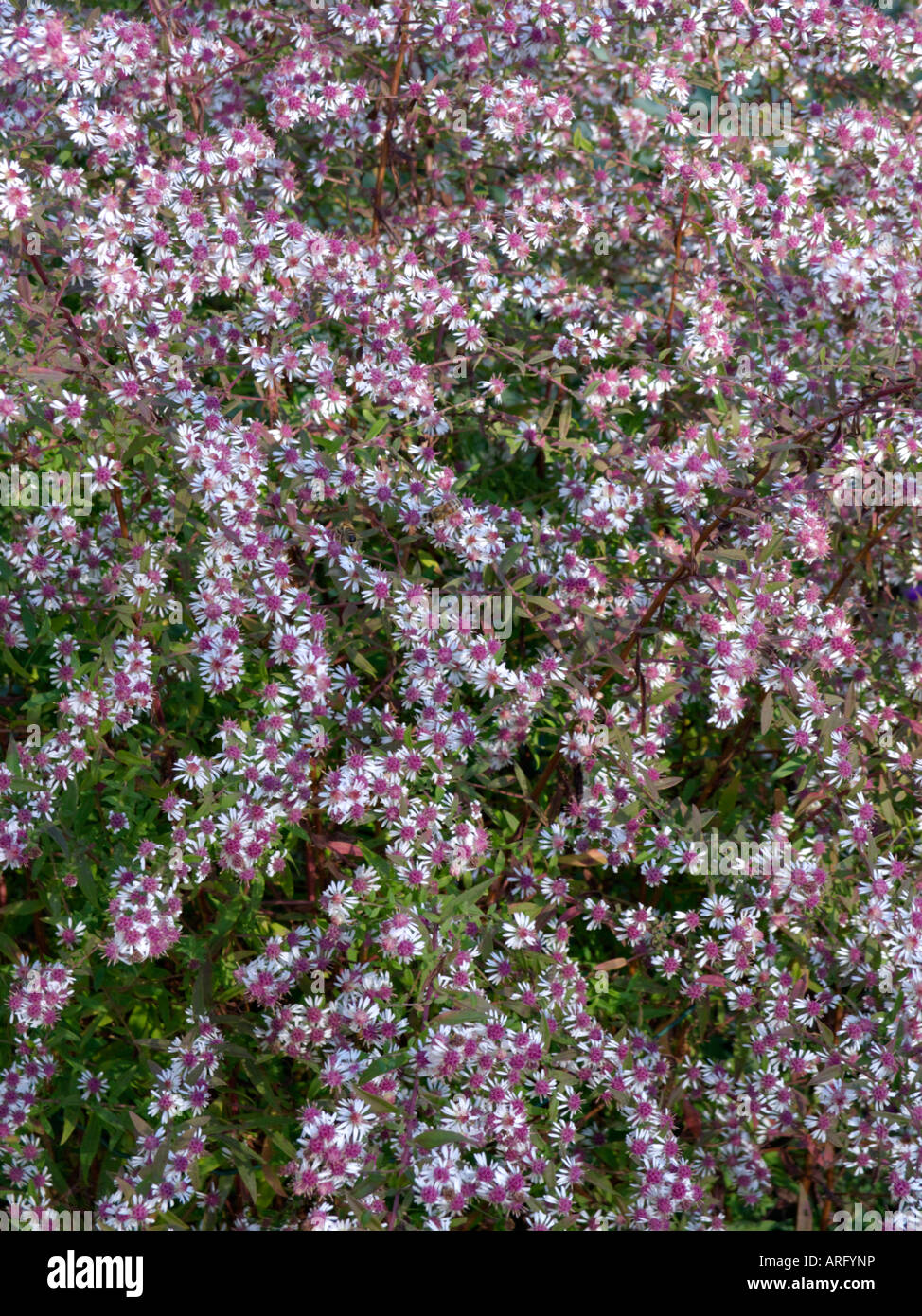 Calico Aster (Aster laterifolius 'Lady In Black') Stockfoto