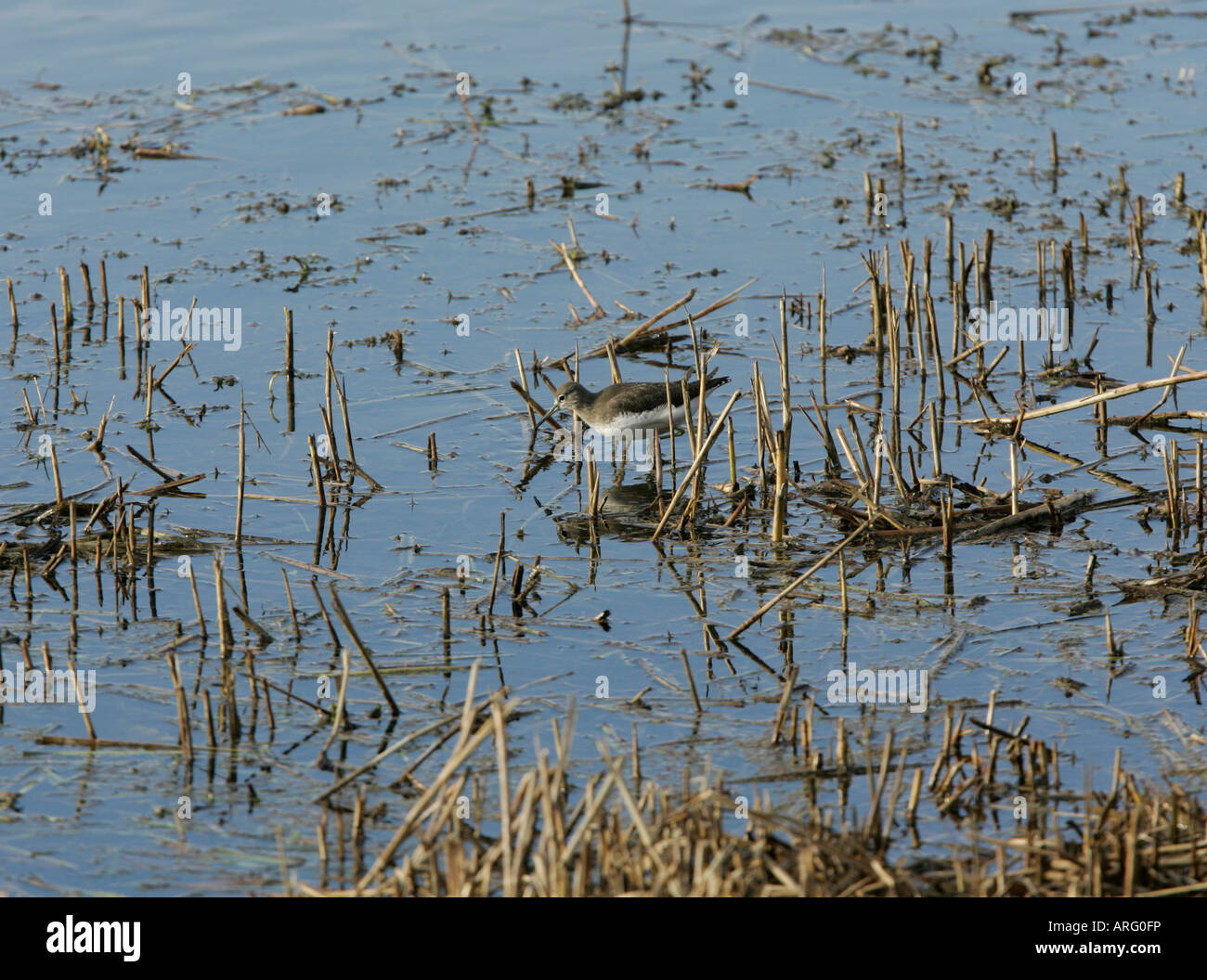 Waldwasserläufer waten im Feuchtgebiet Stockfoto