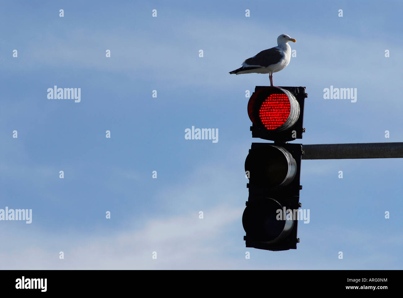 "Möwe gehockt Ampel" Stockfoto