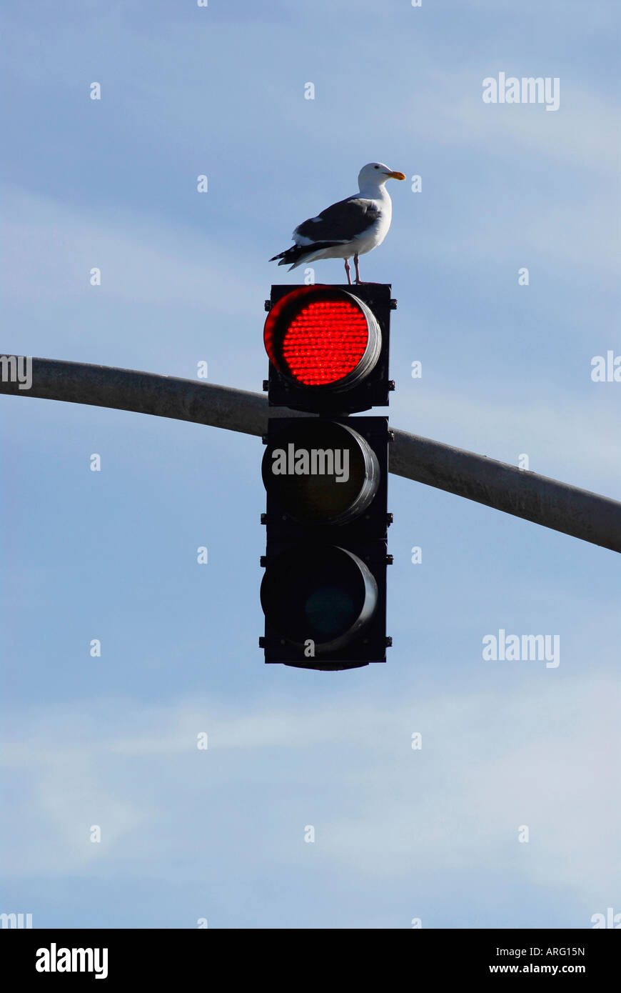 "Möwe gehockt Ampel" Stockfoto